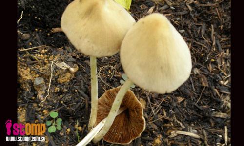 Poisonous or edible mushrooms? This knowledge can save your life