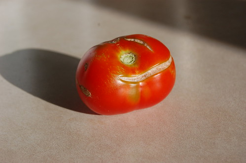 my first tomato