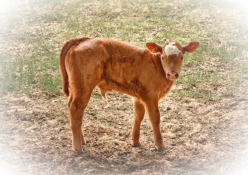 Baby Moo - 75-365 - 22 August 2009
