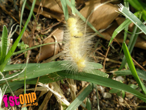  What a hairy-looking caterpillar!