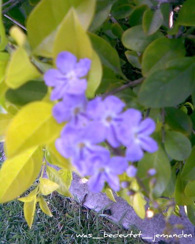 Purple flowers3