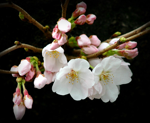 Images Of Japanese Cherry Blossom. Japanese Cherry Blossom