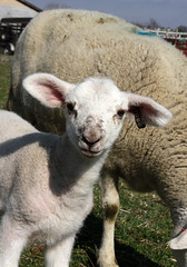 Single ram lamb