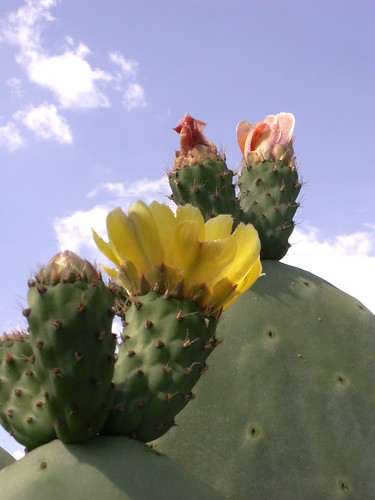 Prickly Pear Flowers 2