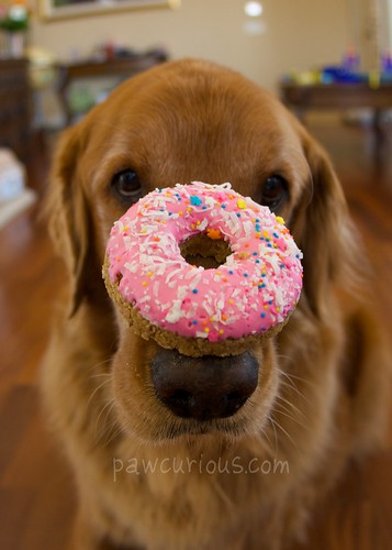 doggie donut