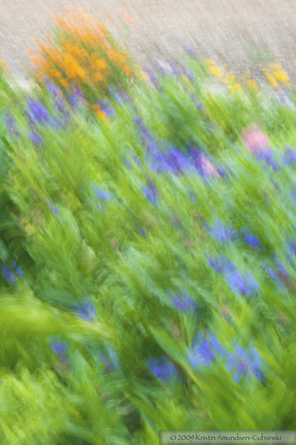 Monet's garden 5