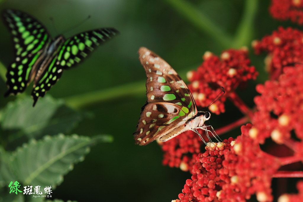 綠斑鳳蝶