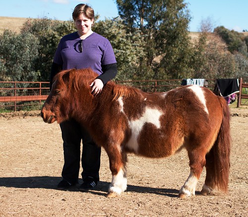 The stubbiest pony in the world!