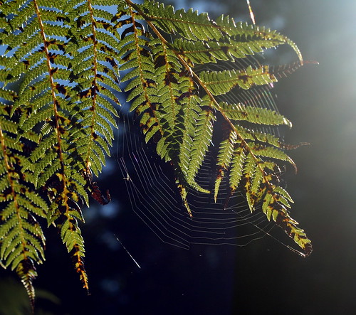 Ferns and spider web - in the kiwi bush