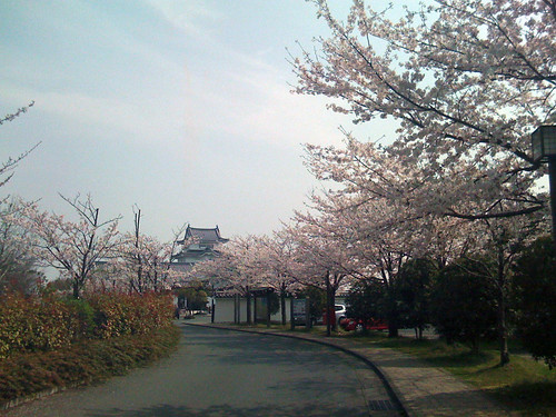 関宿城と桜