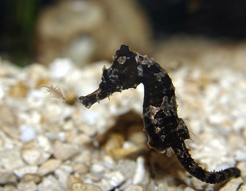 Baby seahorse eating