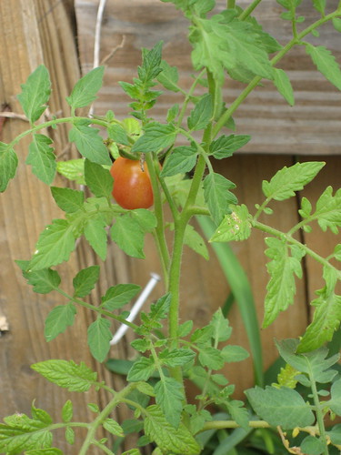 First tomato 5/7