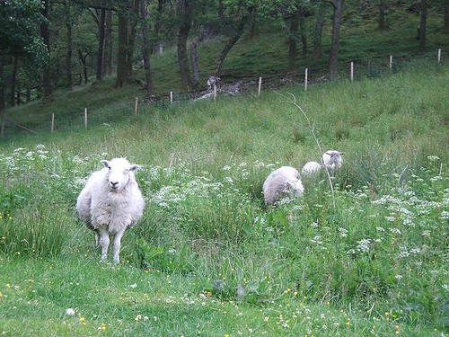 Campsite sheep