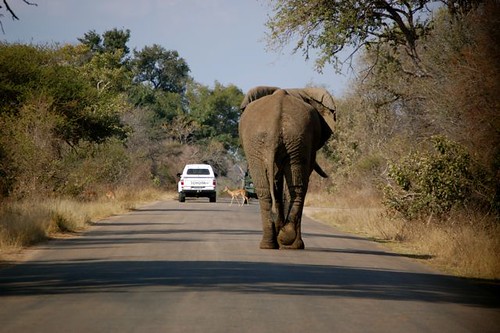 elephant walking down the road