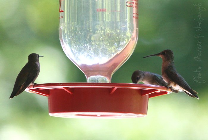 08-24-hummingbirds2