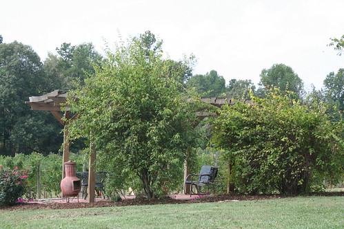 I'm getting married in the foothills of NC at Baker Buffalo Creek Vineyard