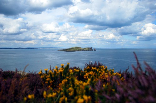 island off the coast of howth with wildflowers in the foreground