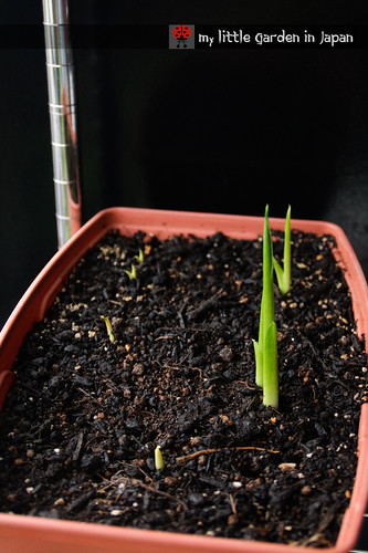 seedlings-and-sproutings-3