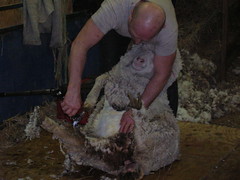 Sheep Shearing Day 2009