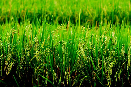  Rice Plantation in Bali 