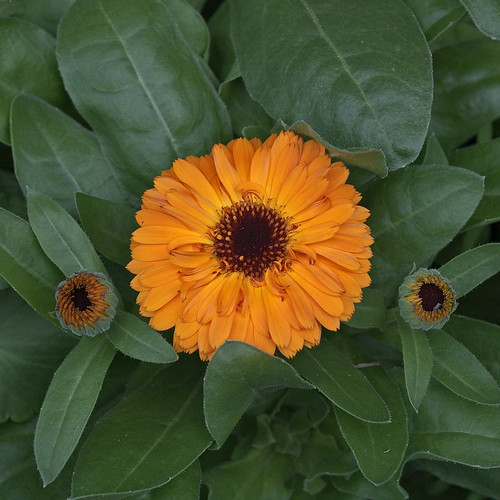 Missouri Botanical Garden (Shaw's Garden), in Saint Louis, Missouri, USA - orange flower