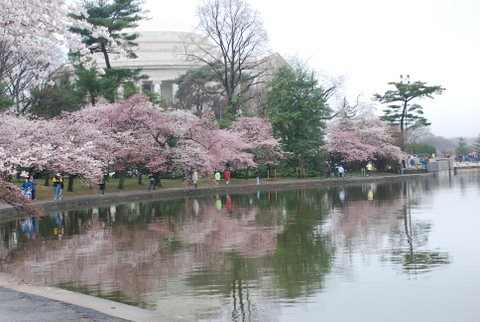cherry blossom festival. National Cherry Blossom
