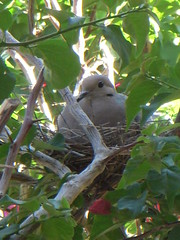 Mommy Dove on the Nest