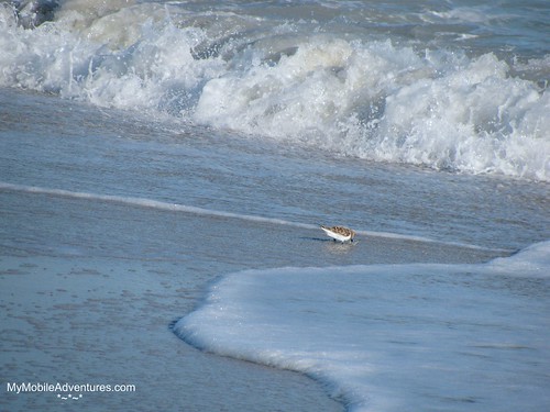 IMG_0536-Sanibel-beach-bird-surf