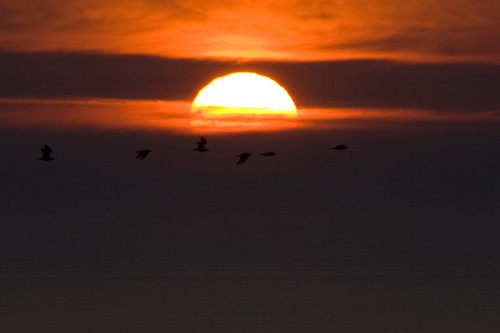 birds at sunset