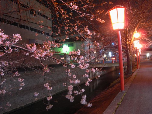 09-03-24【桜】＠香芝-01