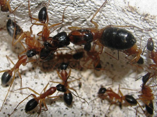 Матица са мравима (аутор McKillaboy)