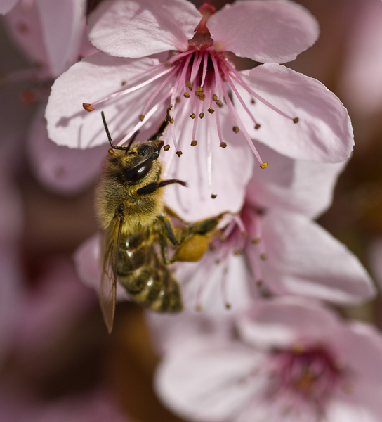 bee on plum blosssom
