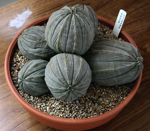 A lovely multi-headed Euphorbia obesa by Pseudolithos