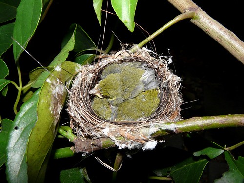 Japanese White-eye Fledglings (Zosterops japonicus) - 綠繡眼雛鳥
