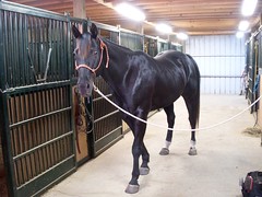 Axel or a racehorse?