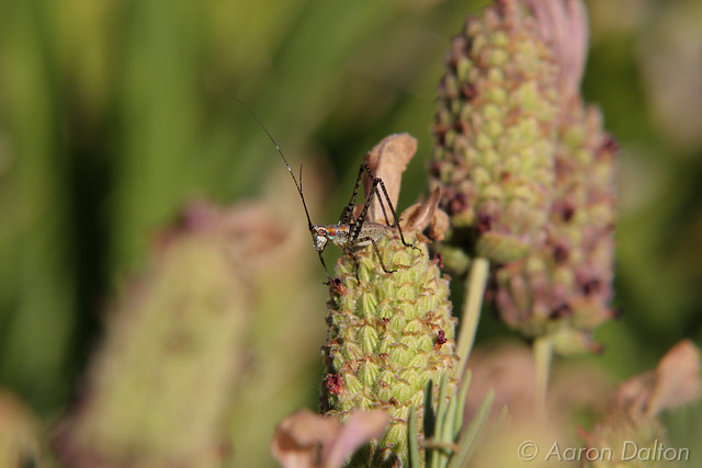 Small Grasshopper on Lavender