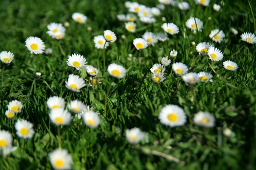Daisies by you.