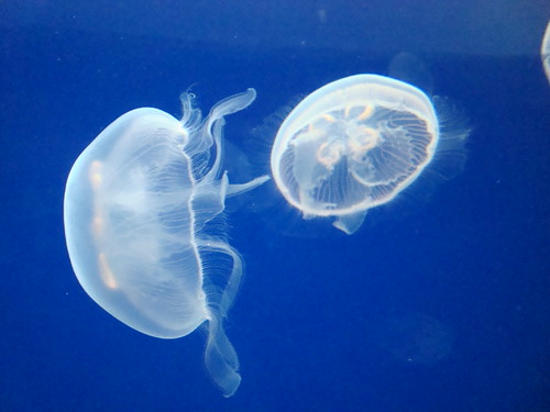 Jellyfish at the Oregon Coast Aquarium