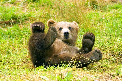  フリー画像| 動物写真| 哺乳類| 熊/クマ| 子熊|       フリー素材| 