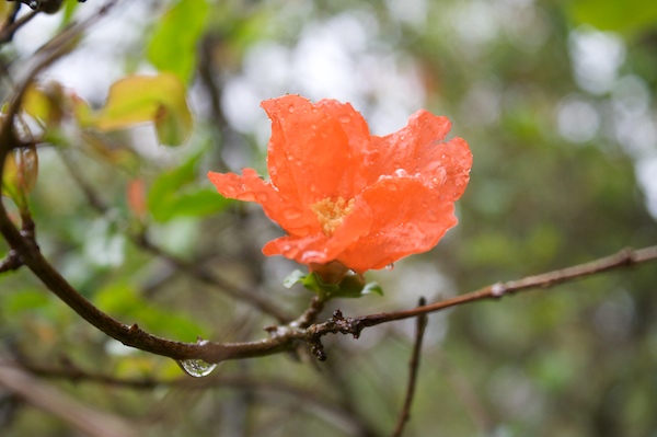 Pomegranate Flower