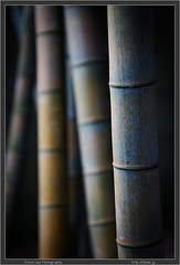 Nogawa Bamboo