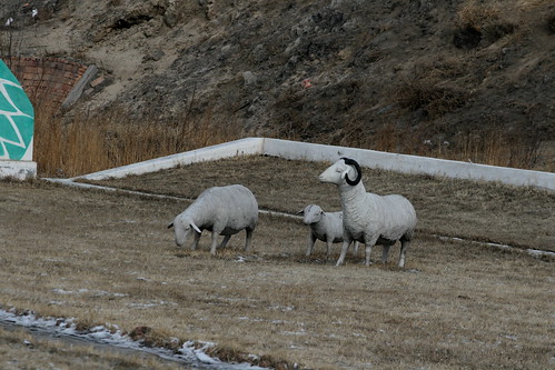 Zhalai Nuer Coal Mine Sheep (by niklausberger)