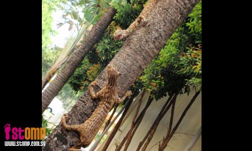 Civet cats on Tanglin Halt tree? Look again 