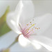 White Blossoms - Soft Macro - IMGP6275-500 by Bahman Farzad