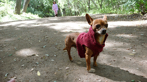 Random, Yet Well Dressed Chihuahua at Nojoqui Falls