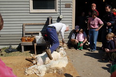 Sheepshearing