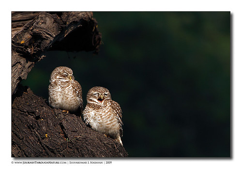 Spotted Owlets pair, Bharatpur