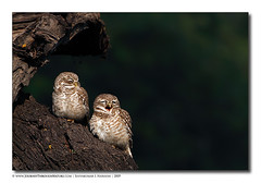 Spotted_Owlet | Bharatpur
