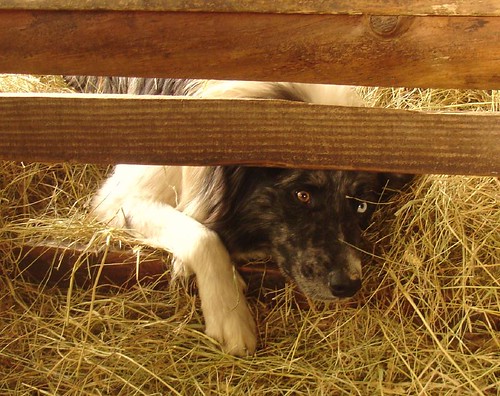 Dog in the manger - Pyke watching us shear the Angora goats