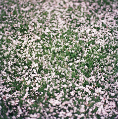 Spring Flowers on lawn